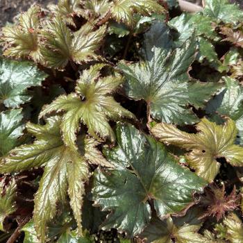 Begonia rex-cultorum 'Spacestar Avior' 