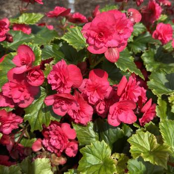 Begonia x hiemalis 'Vermillion Hot Pink' 