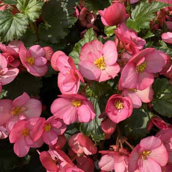 Begonia 'Garden MacaRose' 