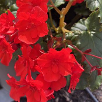 Begonia 'Garden MacaRouge' 