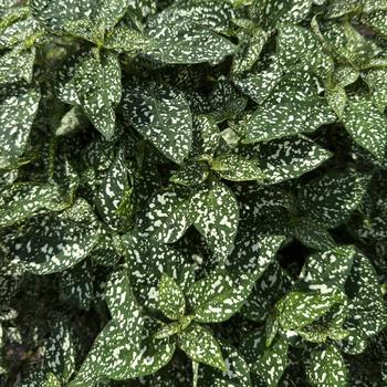 Hypoestes phyllostacha 'Lotty Dotty White' 