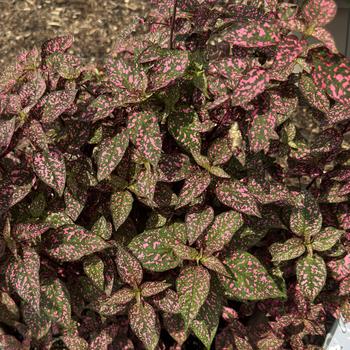 Hypoestes phyllostacha 'Lotty Dotty Pink' 