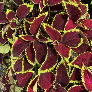 Coleus blumei 'Mezmerize Chocolate Lime' 
