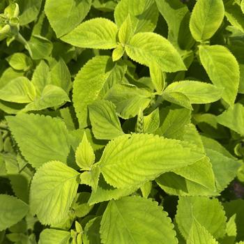 Coleus blumei 'Mezmerize Lime Green' (312979)