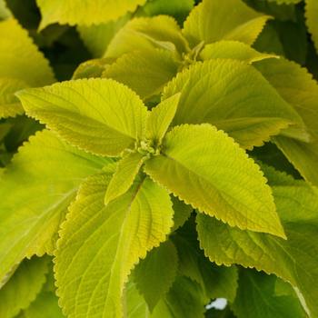 Coleus blumei 'Mezmerize Lime Green'