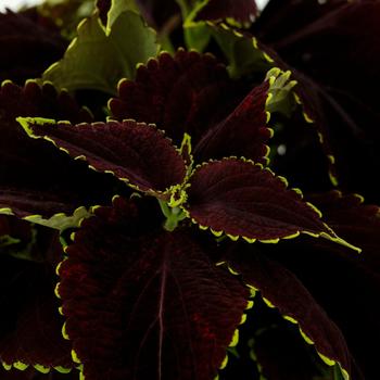 Coleus blumei 'Mezmerize Chocolate Lime' (312981)