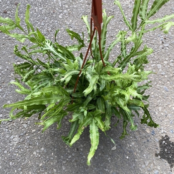 Pteris cretica var. albolineata