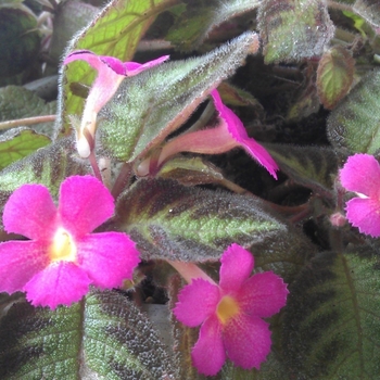 Episcia cupreata