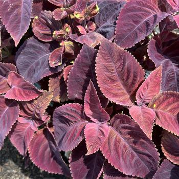 Coleus blumei 'Mezmerize Rusty Red' (312987)