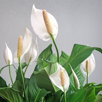 Spathiphyllum 'Multiple Varieties' 