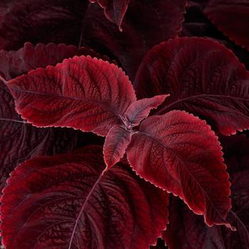Coleus blumei 'Mezmerize Rusty Red' (312989)