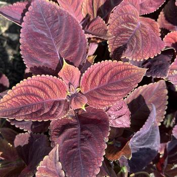Coleus blumei 'Mezmerize Rusty Red' (312990)