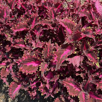 Coleus scutellarioides 'Pink Ribbons'