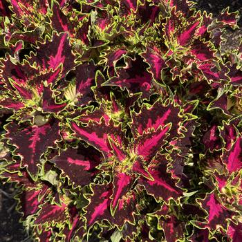 Coleus scutellarioides 'Royal Delight' 
