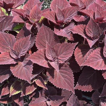 Coleus scutellarioides 'Midnight Majesty'