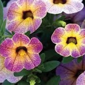 Calibrachoa 'Blueberry Scone' USPP29248P3