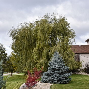 Salix pentaphyllum 'Prairie Cascade'