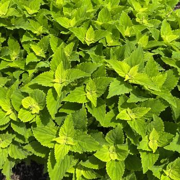 Coleus scutellarioides TerraScape™ 'Green Gecko' (313005)