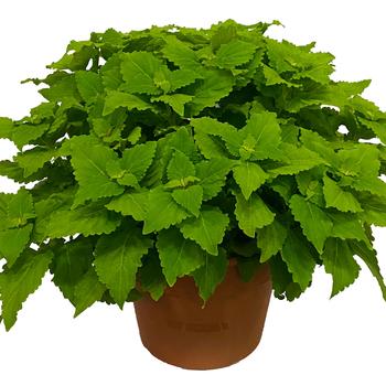 Coleus scutellarioides TerraScape™ 'Green Gecko' (313006)