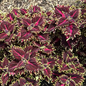 Coleus scutellarioides TerraScape™ 'Queen' (313007)