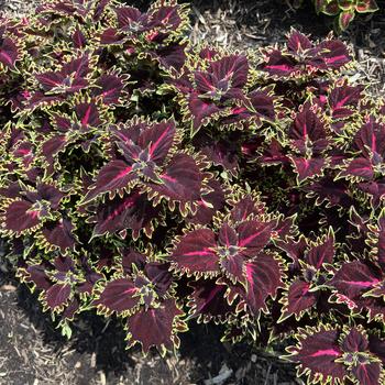 Coleus scutellarioides TerraScape™ 'Queen' (313008)