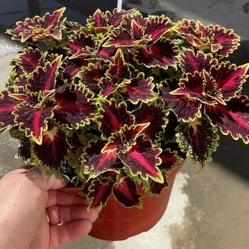 Coleus scutellarioides TerraScape™ 'Queen' (313010)