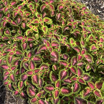 Coleus PartyTime&trade; 'Pink Berry' (313011)