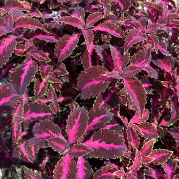 Coleus 'PartyTime Pink Fizz'