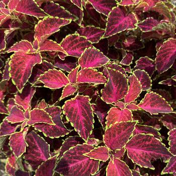 Coleus 'PartyTime Ruby Punch' 