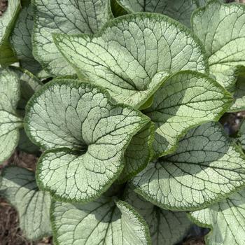 Brunnera macrophylla 'Frostbite'