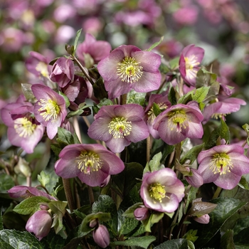 Helleborus 'Joker' PP22022