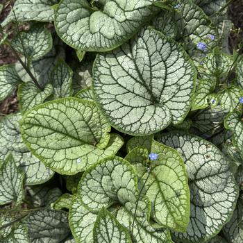 Brunnera macrophylla 'Frost King'