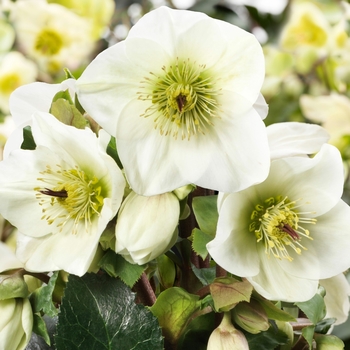 Helleborus 'Ice 'n Roses® White' PP26311P2