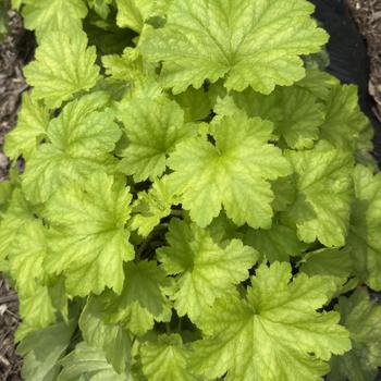 Heuchera 'Balcarnlest' PPAF