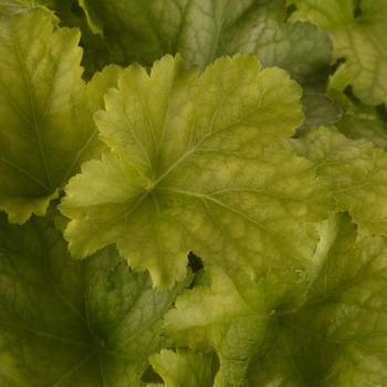Heuchera 'Carnival Lime Zest' (313021)