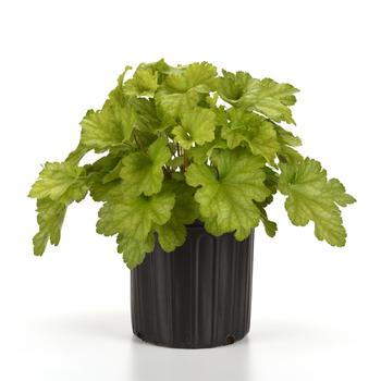 Heuchera 'Carnival Lime Zest' (313022)