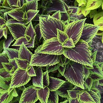 Coleus GardenScape™ 'Rose Surprise'