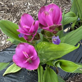 Curcuma alismatifolia 'Shadow' PP31341
