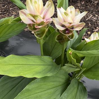 Curcuma alismatifolia 'Spring'