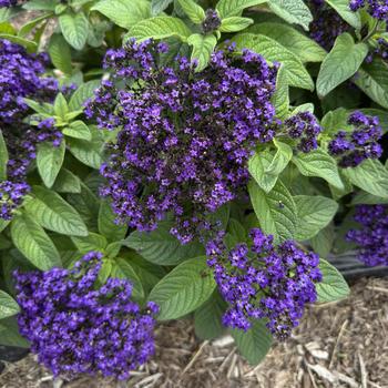Heliotropium arborescens 'Aromagica™ Purple' PP22286P3