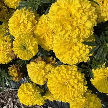 Tagetes erecta 'Discovery Yellow'