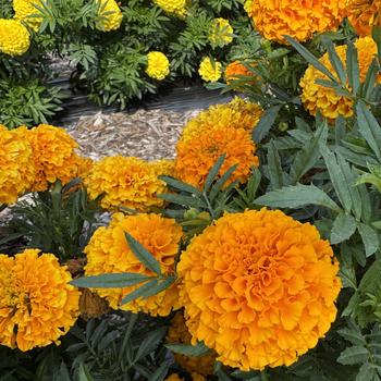 Tagetes erecta 'Discovery Orange' (313032)