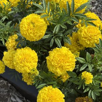 Tagetes erecta 'Proud Mari Yellow' (313034)