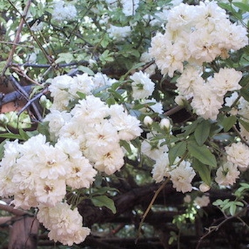 Rosa banksiae 'Alba Plena' 