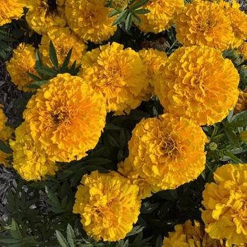Tagetes erecta 'Proud Mari Orange' (313038)