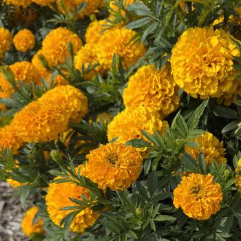 Tagetes erecta