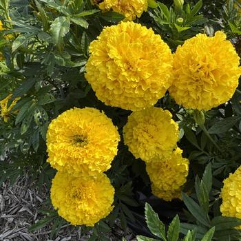 Tagetes erecta