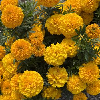 Tagetes erecta