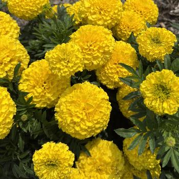 Tagetes erecta 'Yellow' PP19,721