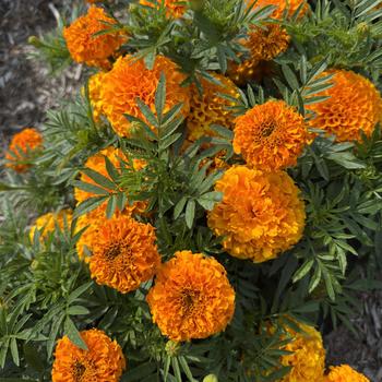 Tagetes erecta Taishan&reg; 'Orange' (313044)